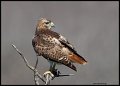 _3SB1121 immature red-tailed hawk